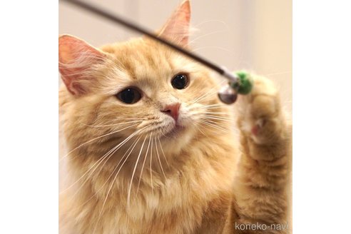 きなこちゃん1枚目